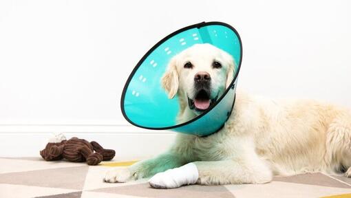 Dog on sale wearing cone